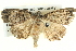  ( - BIOUG04039-A01)  @13 [ ] CreativeCommons - Attribution (2012) CBG Photography Group Centre for Biodiversity Genomics