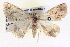  ( - BIOUG04039-D04)  @13 [ ] CreativeCommons - Attribution (2012) CBG Photography Group Centre for Biodiversity Genomics