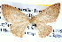  ( - BIOUG04039-F07)  @12 [ ] CreativeCommons - Attribution (2012) CBG Photography Group Centre for Biodiversity Genomics