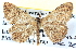  ( - BIOUG04039-G06)  @14 [ ] CreativeCommons - Attribution (2012) CBG Photography Group Centre for Biodiversity Genomics