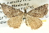  ( - BIOUG04039-G09)  @13 [ ] CreativeCommons - Attribution (2012) CBG Photography Group Centre for Biodiversity Genomics