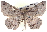  ( - BIOUG04098-A03)  @14 [ ] CreativeCommons - Attribution (2012) CBG Photography Group Centre for Biodiversity Genomics