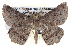  ( - BIOUG04098-A08)  @14 [ ] CreativeCommons - Attribution (2012) CBG Photography Group Centre for Biodiversity Genomics