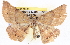  ( - BIOUG04098-A10)  @13 [ ] CreativeCommons - Attribution (2012) CBG Photography Group Centre for Biodiversity Genomics