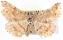  ( - BIOUG04098-A12)  @13 [ ] CreativeCommons - Attribution (2012) CBG Photography Group Centre for Biodiversity Genomics