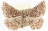  ( - BIOUG04098-B01)  @13 [ ] CreativeCommons - Attribution (2012) CBG Photography Group Centre for Biodiversity Genomics