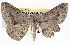  ( - BIOUG04098-B04)  @14 [ ] CreativeCommons - Attribution (2012) CBG Photography Group Centre for Biodiversity Genomics