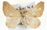  ( - BIOUG04098-C11)  @13 [ ] CreativeCommons - Attribution (2012) CBG Photography Group Centre for Biodiversity Genomics