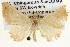  ( - BIOUG04098-F07)  @13 [ ] CreativeCommons - Attribution (2012) CBG Photography Group Centre for Biodiversity Genomics