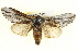  ( - BIOUG04098-F11)  @14 [ ] CreativeCommons - Attribution (2012) CBG Photography Group Centre for Biodiversity Genomics