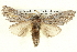  ( - BIOUG04098-G01)  @14 [ ] CreativeCommons - Attribution (2012) CBG Photography Group Centre for Biodiversity Genomics