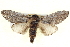  ( - BIOUG04098-G06)  @14 [ ] CreativeCommons - Attribution (2012) CBG Photography Group Centre for Biodiversity Genomics