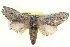  ( - BIOUG04098-G11)  @14 [ ] CreativeCommons - Attribution (2012) CBG Photography Group Centre for Biodiversity Genomics
