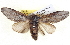  ( - BIOUG04098-H06)  @14 [ ] CreativeCommons - Attribution (2012) CBG Photography Group Centre for Biodiversity Genomics
