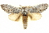  ( - BIOUG04099-A08)  @14 [ ] CreativeCommons - Attribution (2012) CBG Photography Group Centre for Biodiversity Genomics