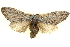  ( - BIOUG04099-B09)  @14 [ ] CreativeCommons - Attribution (2012) CBG Photography Group Centre for Biodiversity Genomics