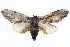  ( - BIOUG04099-B12)  @14 [ ] CreativeCommons - Attribution (2012) CBG Photography Group Centre for Biodiversity Genomics