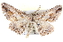  ( - BIOUG04099-F04)  @14 [ ] CreativeCommons - Attribution (2012) CBG Photography Group Centre for Biodiversity Genomics