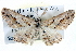  ( - BIOUG04099-F07)  @14 [ ] CreativeCommons - Attribution (2012) CBG Photography Group Centre for Biodiversity Genomics