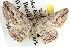  ( - BIOUG04099-F09)  @14 [ ] CreativeCommons - Attribution (2012) CBG Photography Group Centre for Biodiversity Genomics