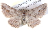  ( - BIOUG04099-F12)  @14 [ ] CreativeCommons - Attribution (2012) CBG Photography Group Centre for Biodiversity Genomics