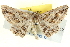  ( - BIOUG04099-G04)  @14 [ ] CreativeCommons - Attribution (2012) CBG Photography Group Centre for Biodiversity Genomics