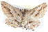  ( - BIOUG04099-G06)  @14 [ ] CreativeCommons - Attribution (2012) CBG Photography Group Centre for Biodiversity Genomics
