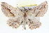  ( - BIOUG04099-G08)  @14 [ ] CreativeCommons - Attribution (2012) CBG Photography Group Centre for Biodiversity Genomics