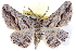  ( - BIOUG04099-H06)  @14 [ ] CreativeCommons - Attribution (2012) CBG Photography Group Centre for Biodiversity Genomics