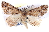  ( - BIOUG04099-H10)  @14 [ ] CreativeCommons - Attribution (2012) CBG Photography Group Centre for Biodiversity Genomics
