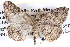  ( - BIOUG04109-C10)  @14 [ ] CreativeCommons - Attribution (2012) CBG Photography Group Centre for Biodiversity Genomics