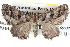  ( - BIOUG04109-E05)  @14 [ ] CreativeCommons - Attribution (2012) CBG Photography Group Centre for Biodiversity Genomics