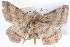  ( - BIOUG04109-G03)  @13 [ ] CreativeCommons - Attribution (2012) CBG Photography Group Centre for Biodiversity Genomics