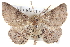  ( - BIOUG04109-G05)  @14 [ ] CreativeCommons - Attribution (2012) CBG Photography Group Centre for Biodiversity Genomics