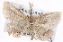  ( - BIOUG04109-G06)  @13 [ ] CreativeCommons - Attribution (2012) CBG Photography Group Centre for Biodiversity Genomics