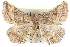  ( - BIOUG04109-H05)  @13 [ ] CreativeCommons - Attribution (2012) CBG Photography Group Centre for Biodiversity Genomics