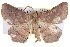  ( - BIOUG04109-H07)  @14 [ ] CreativeCommons - Attribution (2012) CBG Photography Group Centre for Biodiversity Genomics