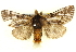  ( - BIOUG04193-A01)  @14 [ ] CreativeCommons - Attribution (2012) CBG Photography Group Centre for Biodiversity Genomics