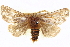  ( - BIOUG04193-A02)  @14 [ ] CreativeCommons - Attribution (2012) CBG Photography Group Centre for Biodiversity Genomics