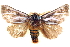  ( - BIOUG04193-A03)  @14 [ ] CreativeCommons - Attribution (2012) CBG Photography Group Centre for Biodiversity Genomics