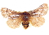  ( - BIOUG04193-A06)  @14 [ ] CreativeCommons - Attribution (2012) CBG Photography Group Centre for Biodiversity Genomics