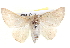  ( - BIOUG04193-C01)  @13 [ ] CreativeCommons - Attribution (2012) CBG Photography Group Centre for Biodiversity Genomics