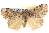  ( - BIOUG04193-C11)  @13 [ ] CreativeCommons - Attribution (2012) CBG Photography Group Centre for Biodiversity Genomics