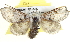  ( - BIOUG04193-D08)  @14 [ ] CreativeCommons - Attribution (2012) CBG Photography Group Centre for Biodiversity Genomics