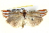  ( - BIOUG04194-G05)  @12 [ ] CreativeCommons - Attribution (2012) CBG Photography Group Centre for Biodiversity Genomics