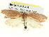 ( - BIOUG04195-A06)  @12 [ ] CreativeCommons - Attribution (2013) CBG Photography Group Centre for Biodiversity Genomics
