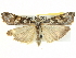  (Nomophila corticalis - BIOUG04195-D01)  @16 [ ] CreativeCommons - Attribution (2013) CBG Photography Group Centre for Biodiversity Genomics