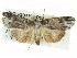  ( - BIOUG04195-D08)  @15 [ ] CreativeCommons - Attribution (2013) CBG Photography Group Centre for Biodiversity Genomics