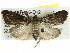  ( - BIOUG04195-D12)  @12 [ ] CreativeCommons - Attribution (2013) CBG Photography Group Centre for Biodiversity Genomics