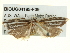  ( - BIOUG04195-F09)  @12 [ ] CreativeCommons - Attribution (2013) CBG Photography Group Centre for Biodiversity Genomics